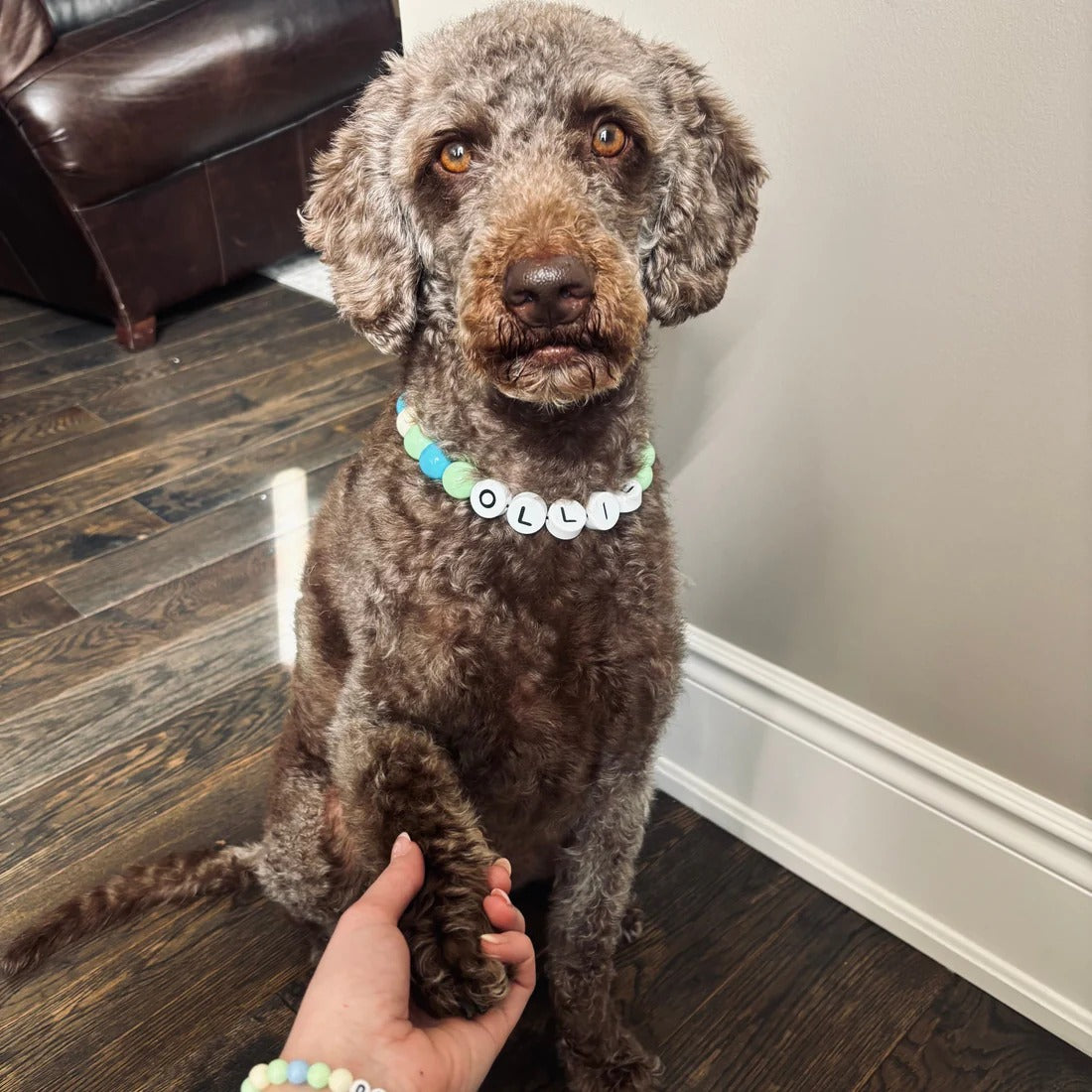Dog/Cat Collar + Free Matching Bracelet