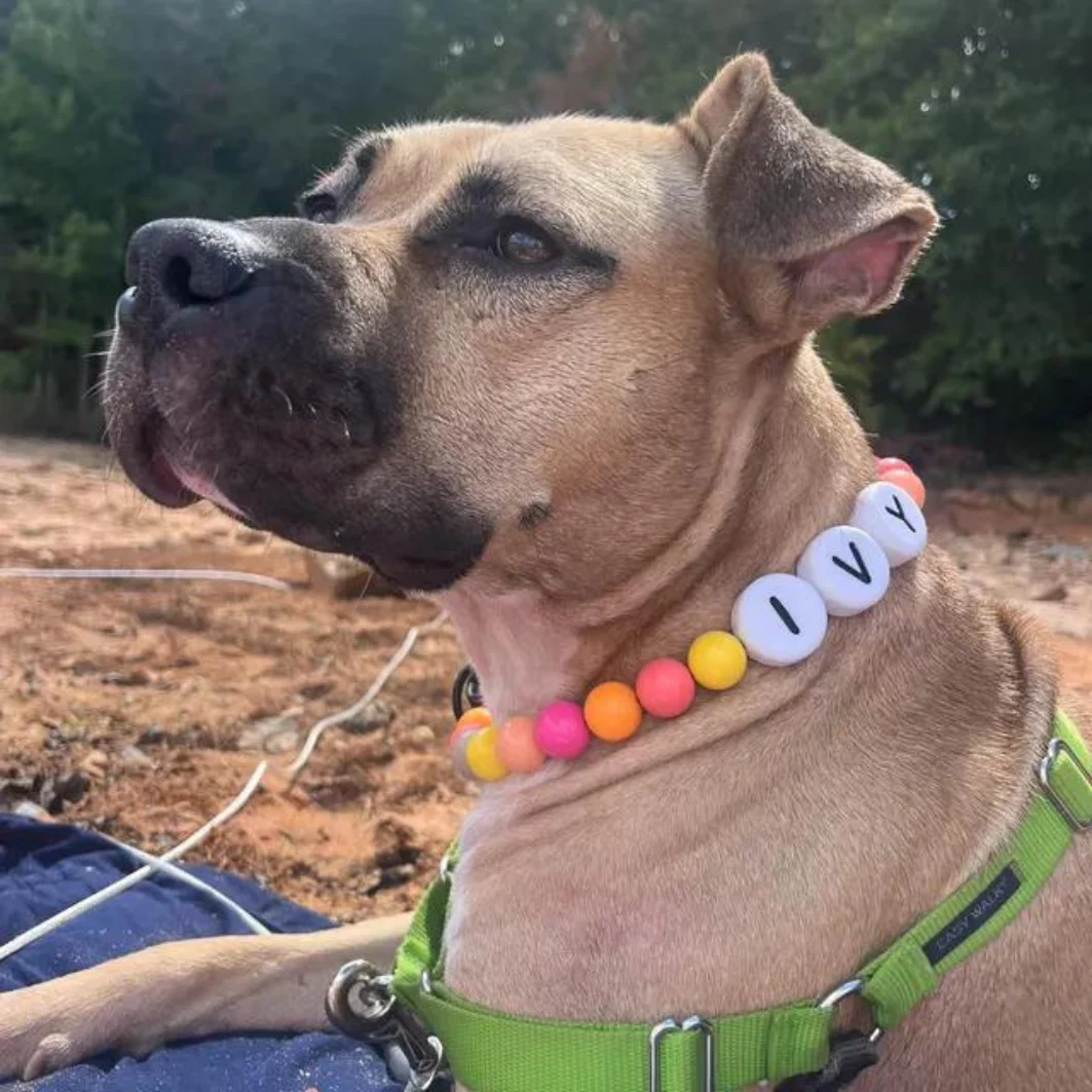 Dog/Cat Collar + Free Matching Bracelet