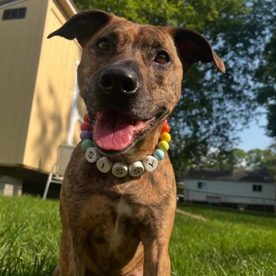 Dog/Cat Collar + Free Matching Bracelet